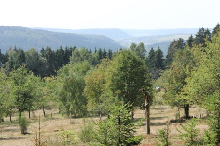 Gartenhaus - Dietzhaeuschen Suhl Kültér fotó